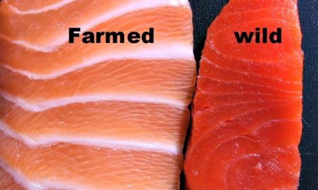 Farmed Salmon Is FULL Of Harmful Contaminants Not Approved By The EPA!