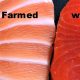 Farmed Salmon Is FULL Of Harmful Contaminants Not Approved By The EPA!