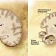 New Alzheimer’s Treatment Fully Restores Memory Function