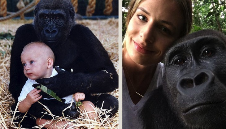 This Woman Just Reunited With The Gorillas She Was Raised With, And It