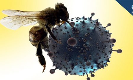 Scientists at the Washington University School of Medicine in St. Louis found that melittin, a toxin found in bee venom, physically destroys the HIV virus, a breakthrough that could potentially lead to drugs that are immune to HIV resistance.
