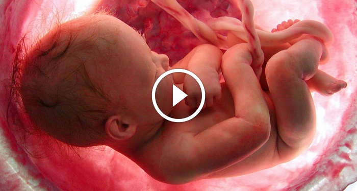 A Video Shows 9 Months Of Life In The Womb Within Minutes