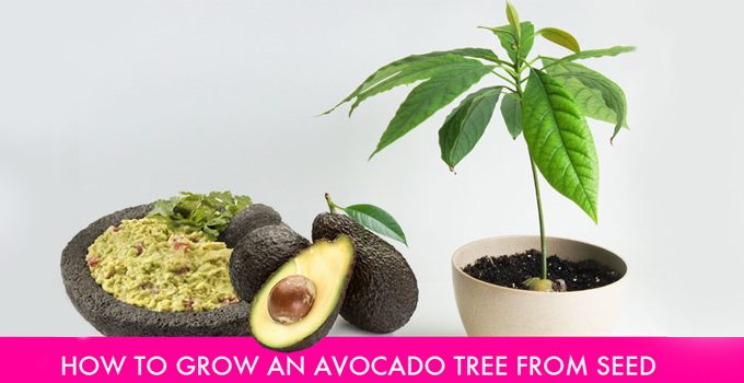 10 Steps To Grow Your Own Avocado Tree From Seed. It's A LOT Easier ...