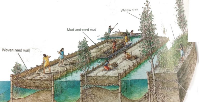 Chinampas AP World History: The Ancient Farming Technique Explained ...