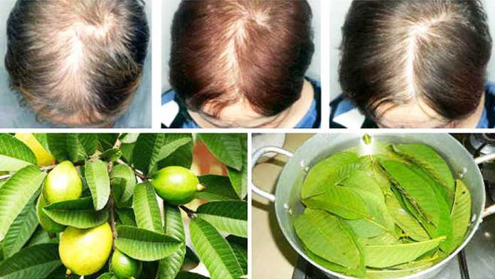 Guava Leaves Can Extremely 100% Stop Your Hair Loss And Make It Grow ...