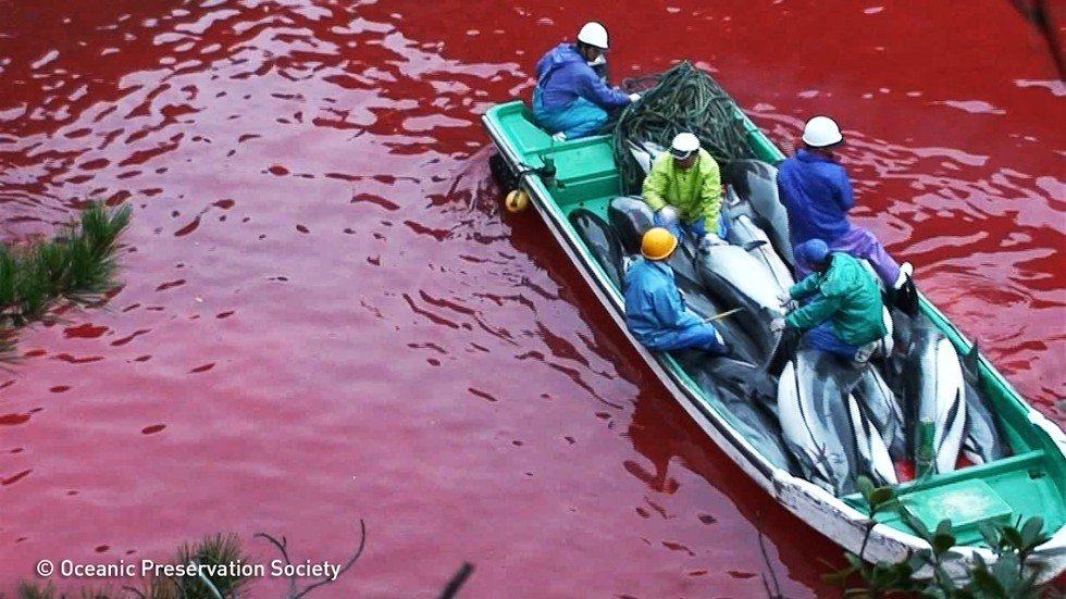 Heartbreaking Video Shows Dolphin Beg For Help During Annual, Govt