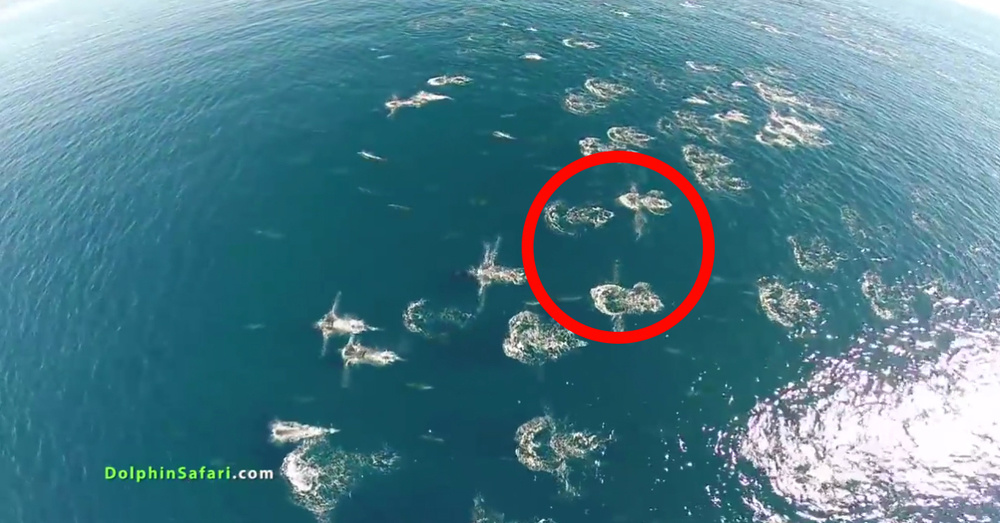 A Drone Captured This Rare And Unusual Event Happening In The Ocean You Have To See This