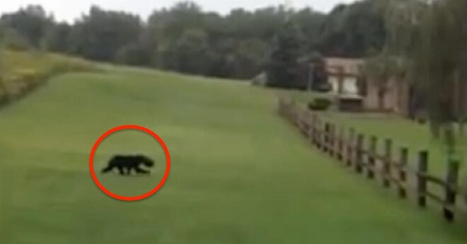 Couple Was Running Away From A Wild Animal, Until They Noticed